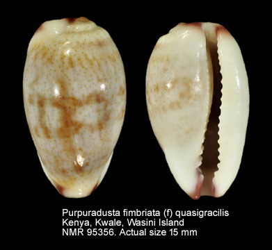 Purpuradusta fimbriata (f) quasigracilis.jpg - Purpuradusta fimbriata (f) quasigracilis Lorenz,1989